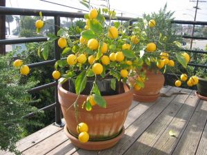 Dwarf Meyer Lemon Tree