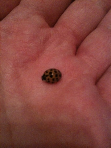Lady Bug